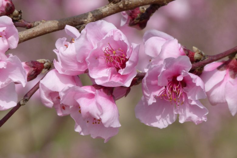 Prunus persica 'Belle of Georgia', Dwarf Peach 'Belle of Georgia', Peach Tree, Flowering Tree, Fruit Tree