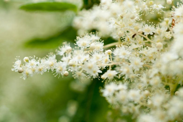Holodiscus discolor, Ocean Spray, Hillside Ocean-spray, Cream Bush, Mountain Spray, White flowers, Fragrant flowers