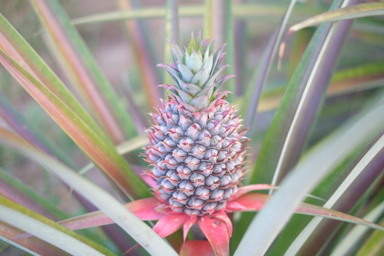 Ananas comosus, Pineapple, Pina, Ananas, Ananas porteanus, Ananas sativus, Tropical Plant, Tropical Fruit