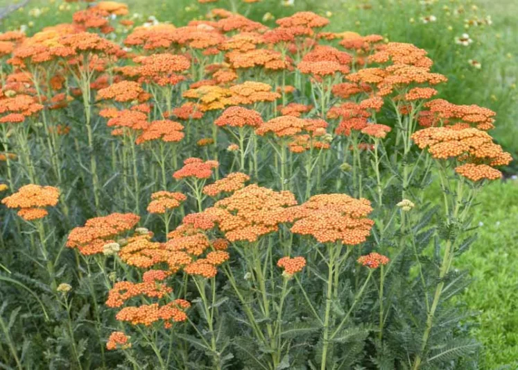 Achillea Millefolium 'Sassy Summer Sunset', Achillea 'Sassy Summer Sunset', 'Sassy Summer Sunset' Yarrow, Orange Yarrow, Orange Milfoil, Orange flowers, Drought Tolerant flowers