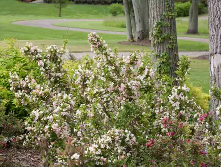 Weigela florida Sonic Bloom® Pearl, Sonic Bloom Pearl Weigela, Flowering Shrub, White Flowers, Pink Flowers