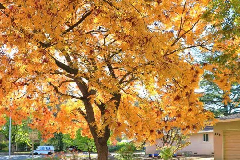 Pistacia chinensis, Chinese pistachio, Chinese Pistache, Fall Color, Red Leaves