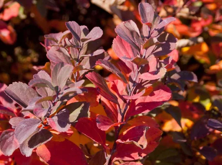 Spiraea betulifolia 'Tor', Birchleaf Spirea 'Tor', Tor Birchleaf Spirea, White Flowers, Gold Foliage, Red Foliage