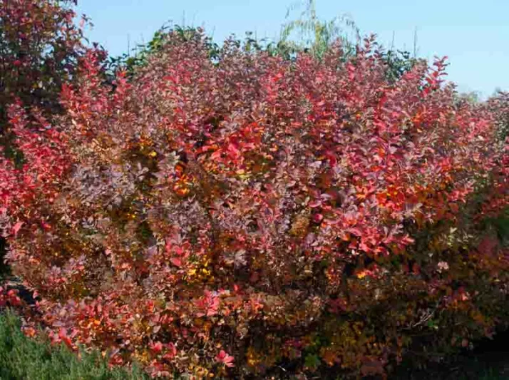 Spiraea betulifolia 'Tor', Birchleaf Spirea 'Tor', Tor Birchleaf Spirea, White Flowers, Gold Foliage, Red Foliage