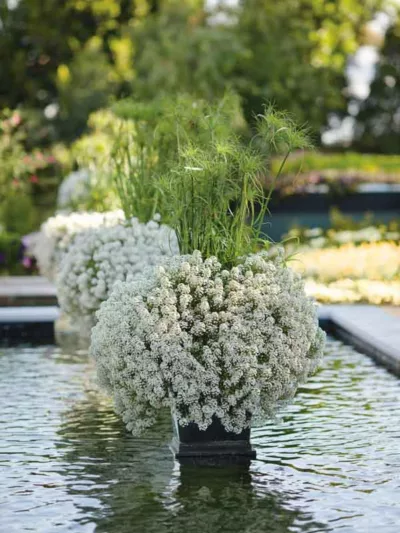Cyperus papyrus 'King Tut', Papyrus 'King Tut', Egyptian Paper Reed 'King Tut', Egyptian Paper Rush 'King Tut',  Paper Reed 'King Tut', Aquatic Perennial, Pond Plant