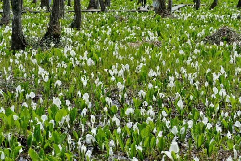 Lysichiton camtschatcensis, Asian Skunk Cabbage, Skunk Cabbage, Pond plants, Aquatic Plants, Plants for wet soils