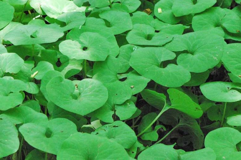 Asarum canadense, Canada Wild Ginger, Snake Root, Black Snakeweed, Canadian Snakeroot, Colic Root, False Crowfoot,  Ginger Root,  Heart-Leaf,  Pigs, Southern Snakeroot,  Southern Wild Ginger,  Vermont Snakeroot