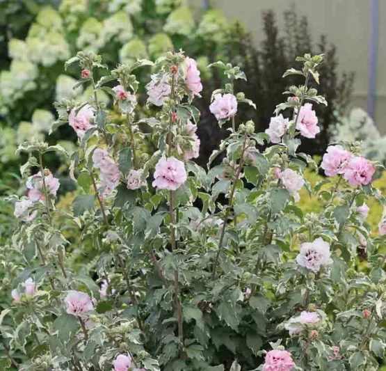 Hibiscus syriacus Sugar Tip®, Rose of Sharon Sugar Tip®, Shrub Althea Sugar Tip®, Flowering Shrub, Pink flowers, Pink Hibiscus, Double Hibiscus