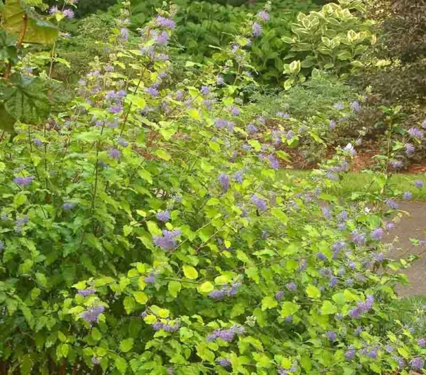 Caryopteris incana 'Jason' Sunshine Blue®, Bluebeard 'Jason', Bluebeard 'Sunshine Blue®', Blue Spiraea 'Jason', Blue Spiraea 'Sunshine Blue®', Blue Flowers, Blue Spiraea