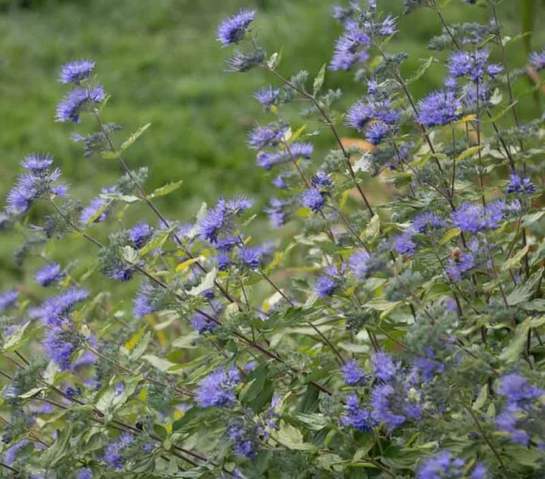 Caryopteris incana 'Jason' Sunshine Blue®, Bluebeard 'Jason', Bluebeard 'Sunshine Blue®', Blue Spiraea 'Jason', Blue Spiraea 'Sunshine Blue®', Blue Flowers, Blue Spiraea