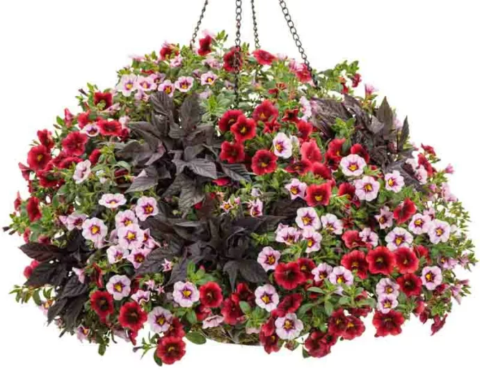 Calibrachoa 'Superbells Pomegranate Punch', Superbells Pomegranate Punch Calibrachoa, Mounding Calibrachoa, Trailing Calibrachoa, Red Calibrachoa, Red Flowers