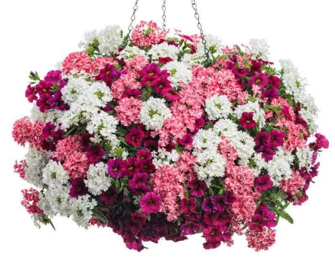 Calibrachoa 'Superbells Cherry Red', Superbells Cherry Red Calibrachoa, Mounding Calibrachoa, Trailing Calibrachoa, Red Calibrachoa, Red Flowers