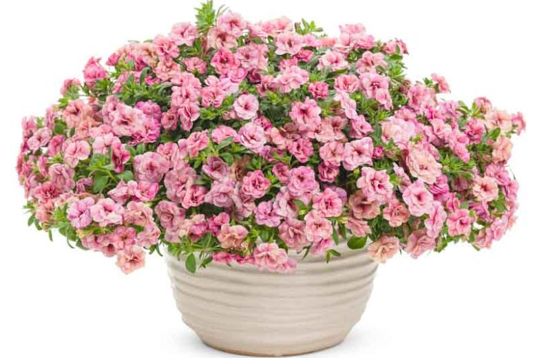 Calibrachoa 'Superbells Double Orchid', Superbells Double Orchid Calibrachoa, Mounding Calibrachoa, Trailing Calibrachoa, Pink Calibrachoa, Pink Flowers