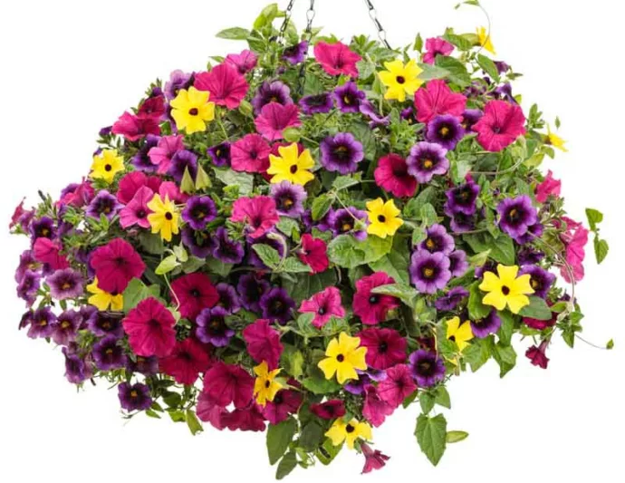 Calibrachoa 'Superbells Lemon Slice', Superbells Lemon Slice Calibrachoa, Mounding Calibrachoa, Trailing Calibrachoa, Yellow Calibrachoa, Yellow Flowers