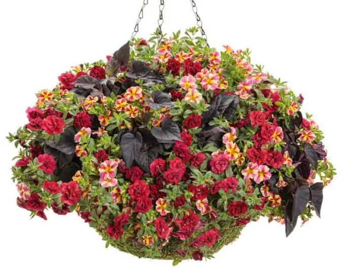 Calibrachoa 'Superbells Holy Moly!', Superbells Holy Moly! Calibrachoa, Mounding Calibrachoa, Trailing Calibrachoa, Yellow Calibrachoa, Yellow Flowers