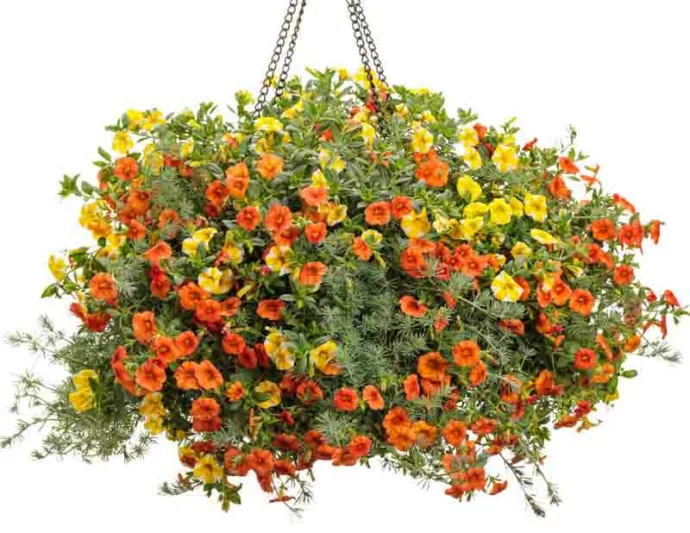 Calibrachoa 'Superbells Lemon Slice', Superbells Lemon Slice Calibrachoa, Mounding Calibrachoa, Trailing Calibrachoa, Yellow Calibrachoa, Yellow Flowers