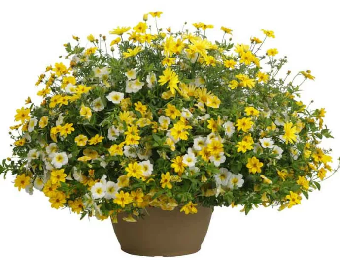 Calibrachoa 'Superbells Lemon Slice', Superbells Lemon Slice Calibrachoa, Mounding Calibrachoa, Trailing Calibrachoa, Yellow Calibrachoa, Yellow Flowers