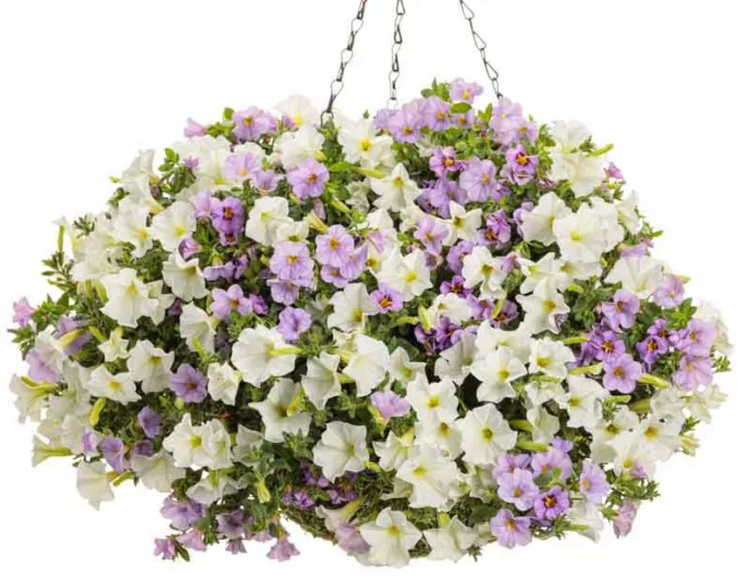 Calibrachoa 'Superbells Miss Lilac', Superbells Miss Lilac Calibrachoa, Mounding Calibrachoa, Trailing Calibrachoa, Lilac Calibrachoa, Lilac Flowers