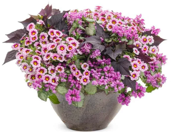 Calibrachoa 'Superbells Morning Star', Superbells Morning Star Calibrachoa, Mounding Calibrachoa, Trailing Calibrachoa, Lilac Calibrachoa, Lilac Flowers