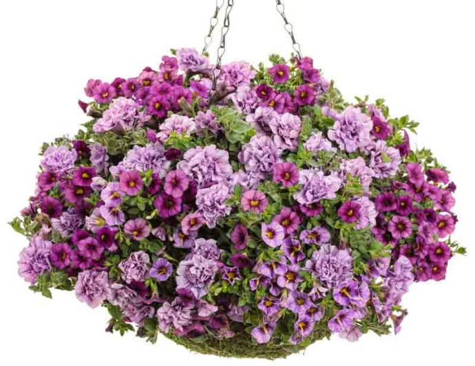 Calibrachoa 'Superbells Evening Star', Superbells Evening Star Calibrachoa, Mounding Calibrachoa, Trailing Calibrachoa, Purple Calibrachoa, Purple Flowers