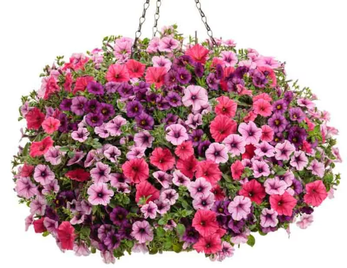Calibrachoa 'Superbells Plum', Superbells Plum Calibrachoa, Mounding Calibrachoa, Trailing Calibrachoa, Purple Calibrachoa, Purple Flowers