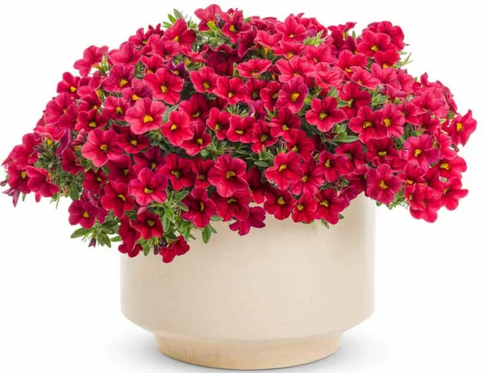 Calibrachoa 'Superbells Red', Superbells Red Calibrachoa, Mounding Calibrachoa, Trailing Calibrachoa, Red Calibrachoa, Red Flowers