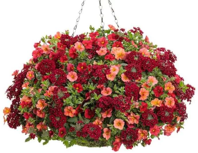 Calibrachoa 'Superbells Red', Superbells Red Calibrachoa, Mounding Calibrachoa, Trailing Calibrachoa, Red Calibrachoa, Red Flowers