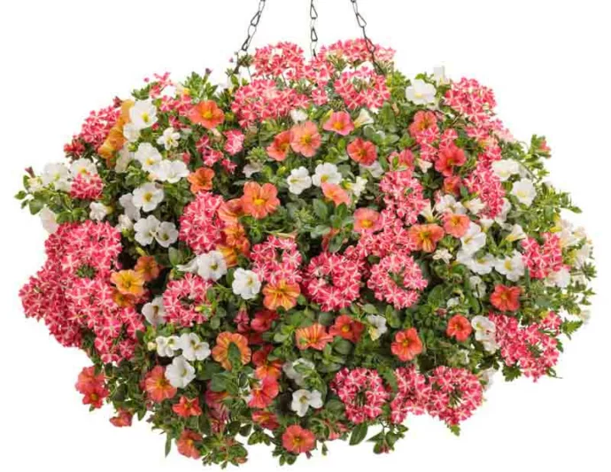 Calibrachoa 'Superbells Tropical Sunrise', Superbells Tropical Sunrise Calibrachoa, Mounding Calibrachoa, Trailing Calibrachoa, Pink Calibrachoa, Pink Flowers