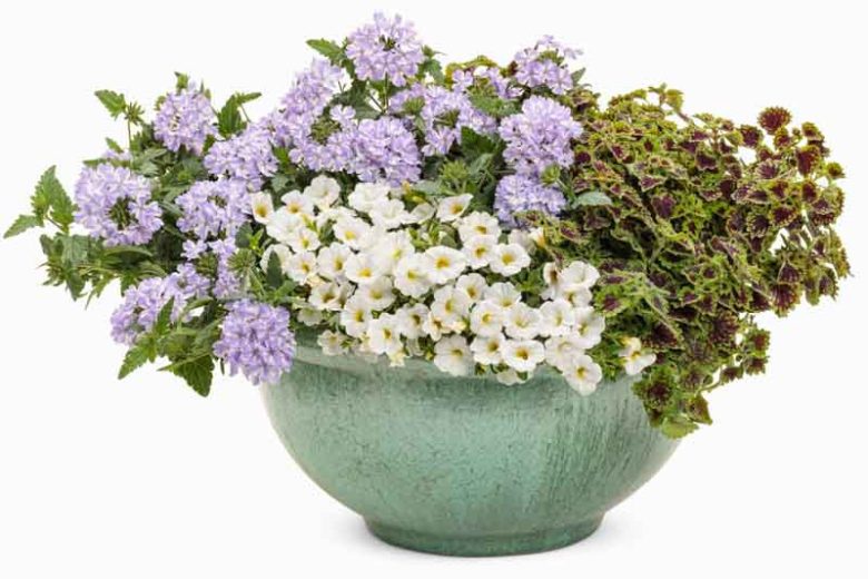 Calibrachoa 'White', Superbells White Calibrachoa, Mounding Calibrachoa, Trailing Calibrachoa, White Calibrachoa, White Flowers
