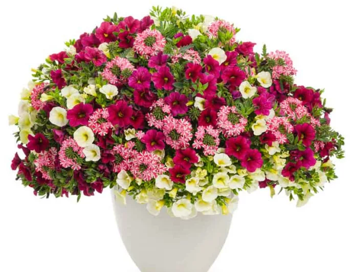 Calibrachoa 'Superbells Cherry Red', Superbells Cherry Red Calibrachoa, Mounding Calibrachoa, Trailing Calibrachoa, Red Calibrachoa, Red Flowers