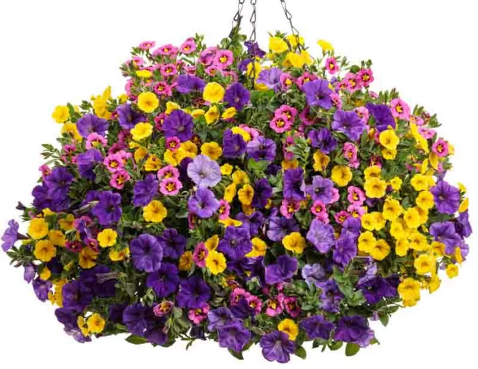Calibrachoa 'Superbells Yellow', Superbells Yellow Calibrachoa, Mounding Calibrachoa, Trailing Calibrachoa, Yellow Calibrachoa, Yellow Flowers
