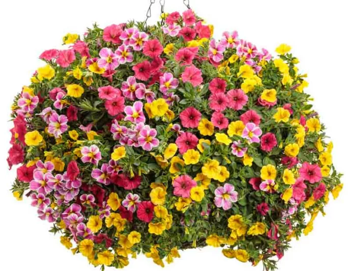 Calibrachoa 'Superbells Yellow', Superbells Yellow Calibrachoa, Mounding Calibrachoa, Trailing Calibrachoa, Yellow Calibrachoa, Yellow Flowers