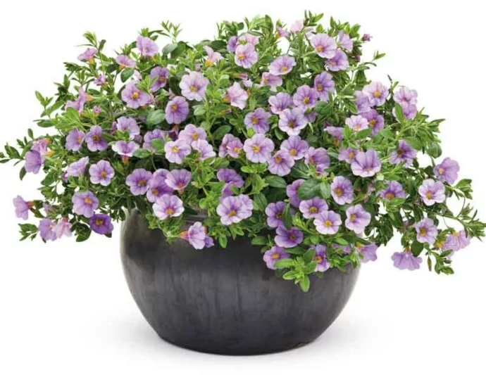 Calibrachoa 'Superbells Miss Lilac', Superbells Miss Lilac Calibrachoa, Mounding Calibrachoa, Trailing Calibrachoa, Lilac Calibrachoa, Lilac Flowers