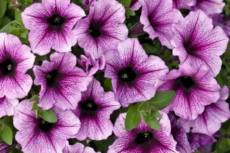 Petunia 'Supertunia Bordeaux', Supertunia Bordeaux Petunia, Mounding Petunia, Purple Petunia, Purple Flowers