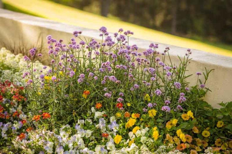 Petunia 'Supertunia Honey', Supertunia Honey Petunia, Mounding Petunia, Yellow Petunia, Yellow Flowers