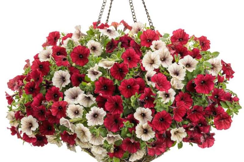 Petunia 'Supertunia Latte', Supertunia Latte Petunia, Mounding Petunia, Cream Petunia, Cream Flowers