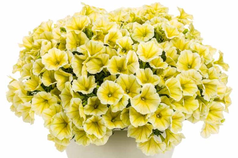 Petunia 'Supertunia Limoncello', Supertunia Limoncello Petunia, Mounding Petunia, Yellow Petunia, Yellow Flowers