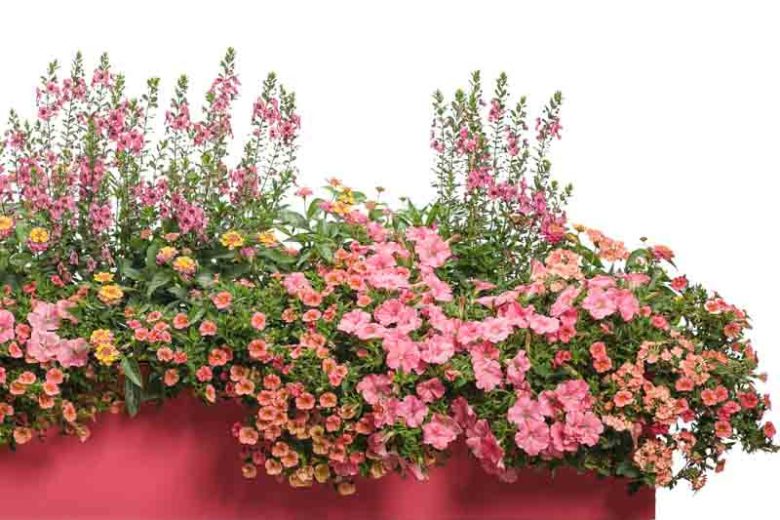Petunia 'Supertunia Bermuda Beach', Supertunia Bermuda Beach Petunia, Mounding Petunia, Pink Petunia, Pink Flowers
