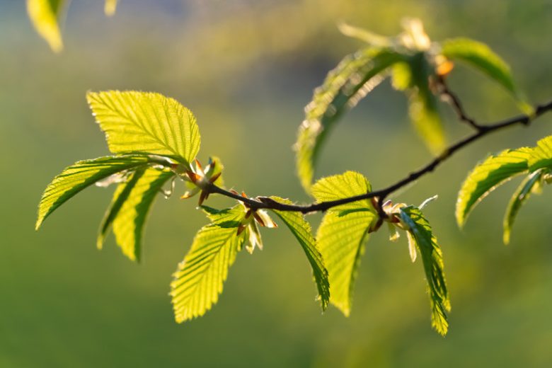 Hazelnut, Filbert, Hazel, Corylus avellana