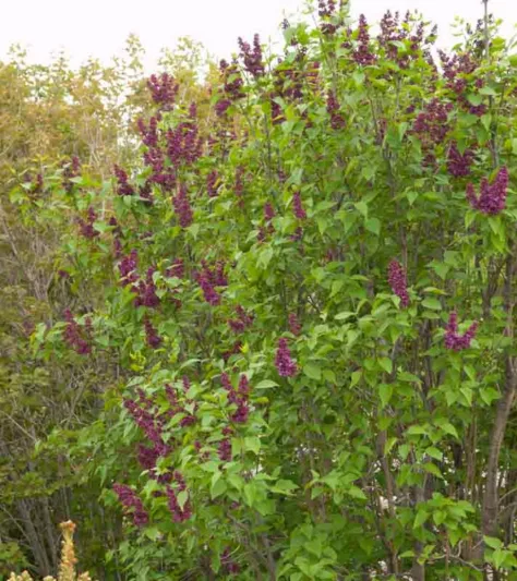 Syringa vulgaris 'Charles Joly',Syringa 'Charles Joly', Lilac 'Charles Joly', Purple lilac, Fragrant Lilac, Purple Flowers, Fragrant Shrub, Fragrant Tree