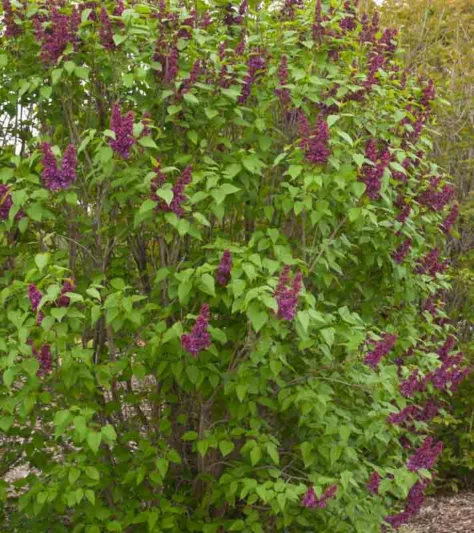 Syringa vulgaris 'Charles Joly',Syringa 'Charles Joly', Lilac 'Charles Joly', Purple lilac, Fragrant Lilac, Purple Flowers, Fragrant Shrub, Fragrant Tree