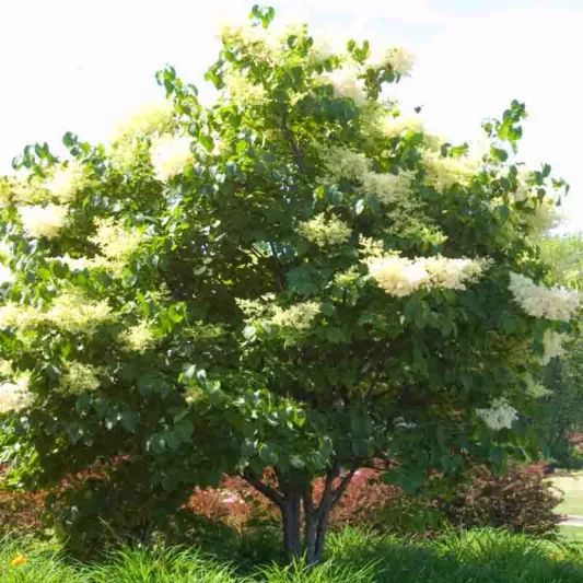Syringa reticulata, Japanese Tree Lilac, Lilac Tree, Yellow Flowers, White Flowers, Fragrant Lilac