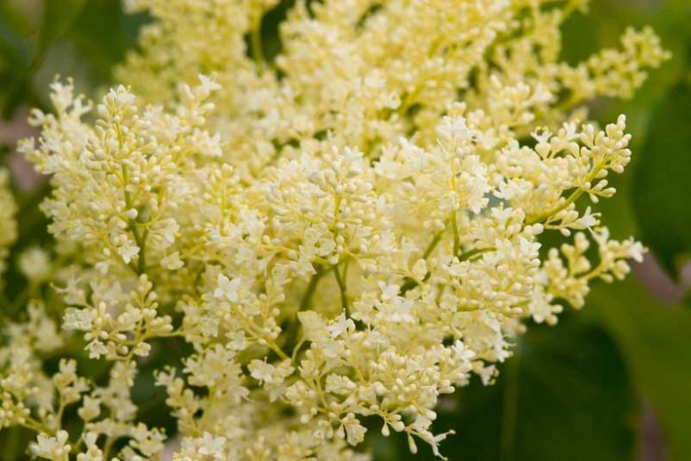 Syringa reticulata subsp. reticulata 'Snowdance',  Japanese Tree Lilac 'Snowdance', Syringa reticulata subsp. reticulata 'Bailnce', Lilac Tree, Yellow Flowers, White Flowers, Fragrant Lilac