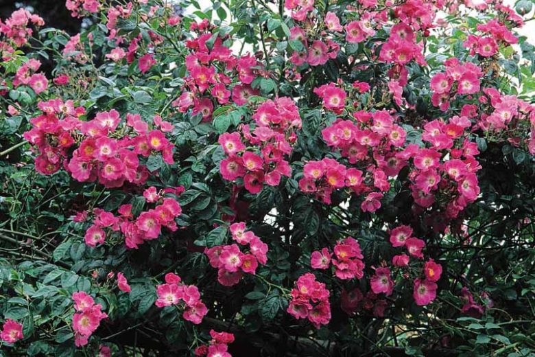 Rose American Pillar