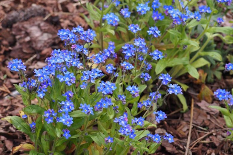 Myosotis alpestris, Alpine Forget-Me-Not, Mountain Forget-Me-Not, Asian Forget-Me-Not, Myosotis alpestris, Myosotis alpestris ssp. asiatica, Myosotis sylvatica var. alpestris, Blue Ground Cover, Shade plants, Shade perennial