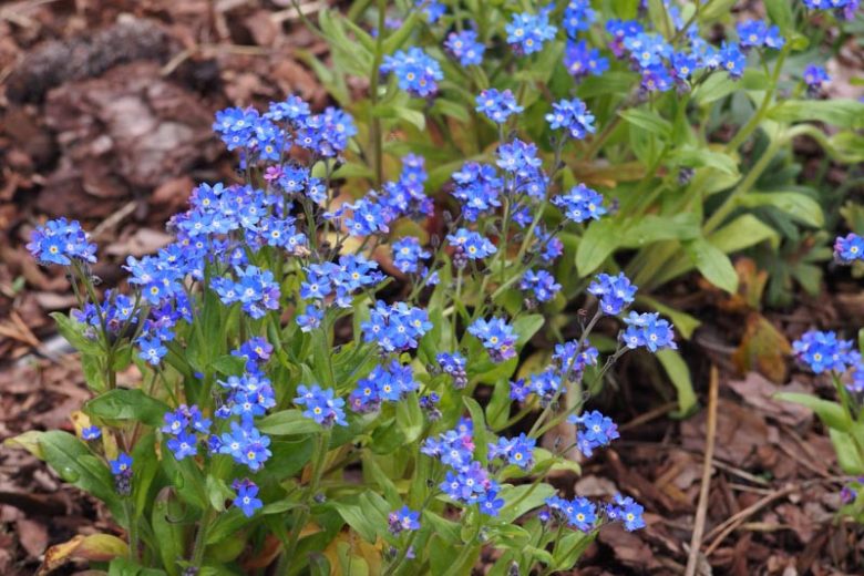 Myosotis alpestris, Alpine Forget-Me-Not, Mountain Forget-Me-Not, Asian Forget-Me-Not, Myosotis alpestris, Myosotis alpestris ssp. asiatica, Myosotis sylvatica var. alpestris, Blue Ground Cover, Shade plants, Shade perennial
