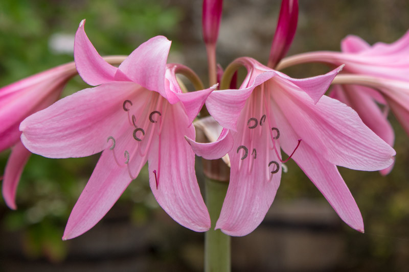 Crinum, Swamp Lily, Florida Swamp Lily, Southern Swamp Lily, Spider Lily, Water Spider Lily, American Crinum Lily, Seven Sisters, String Lily, Crinum Lily