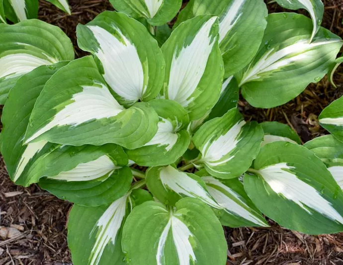 Hosta Night before Christmas, Plantain Lily Night before Christmas, Neptune Night before Christmas', Variegated Hosta, Shade perennials, Plants for shade