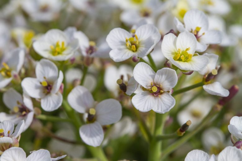 Crambe maritima, Sea Kale, Sea Cabbage, Sea Colewort, Seakale, white flowers