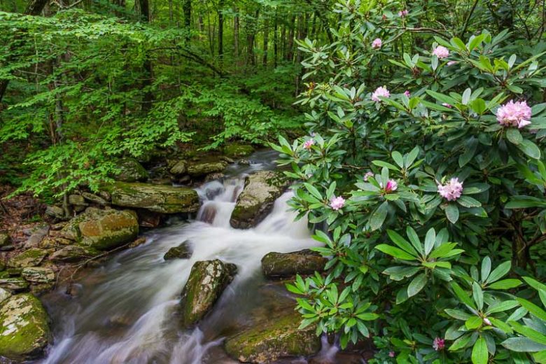 Rhododendron maximum, Great Laurel, Wild Rhododendron, Rosebay Rhododendron, White Laurel, Rosebay, Rhododendron ashleyi, pink rhododendron, pink flowering shrub